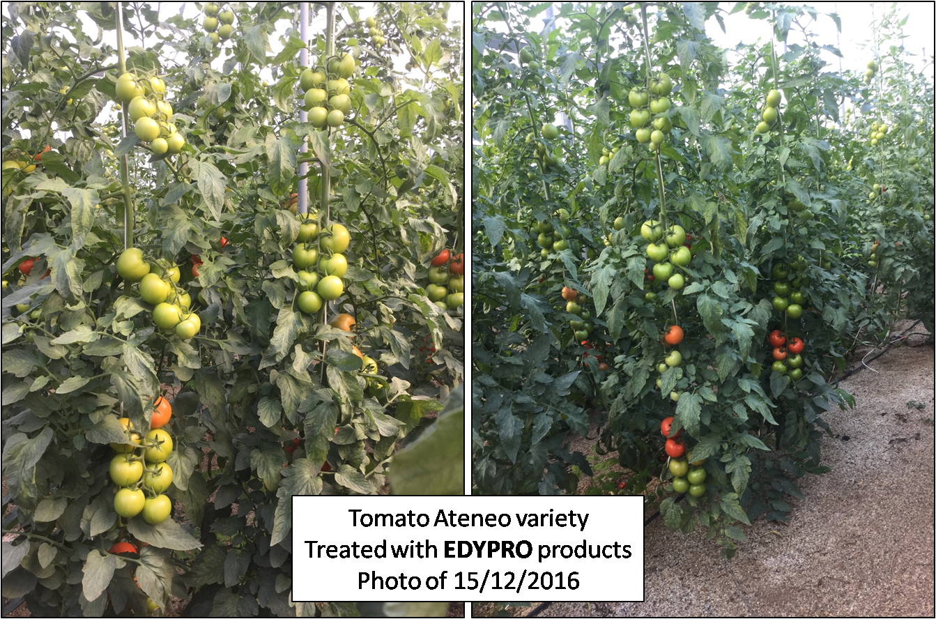 Tomato treated with biotec products of EDYPRO